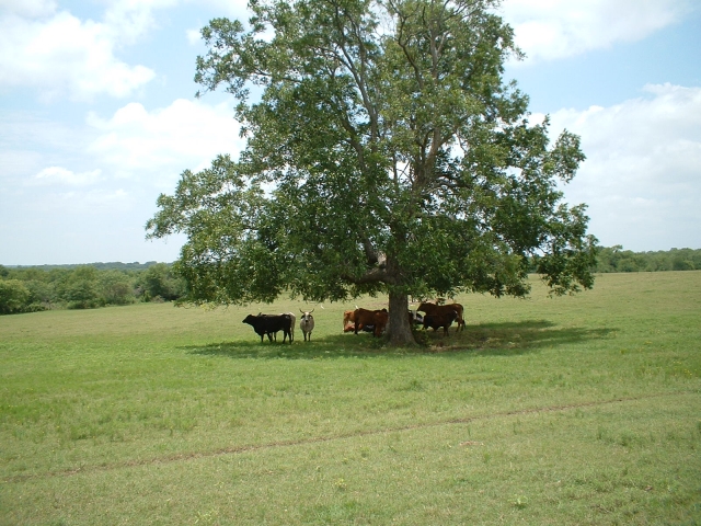 ELD. WHITLEYS HOME ON THE RANGE